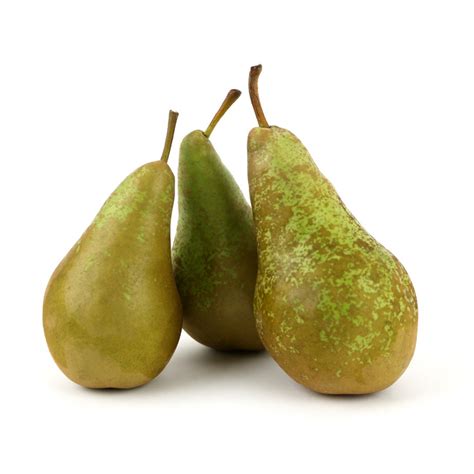 peren .